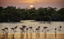 Flamingos at Sunset.jpg