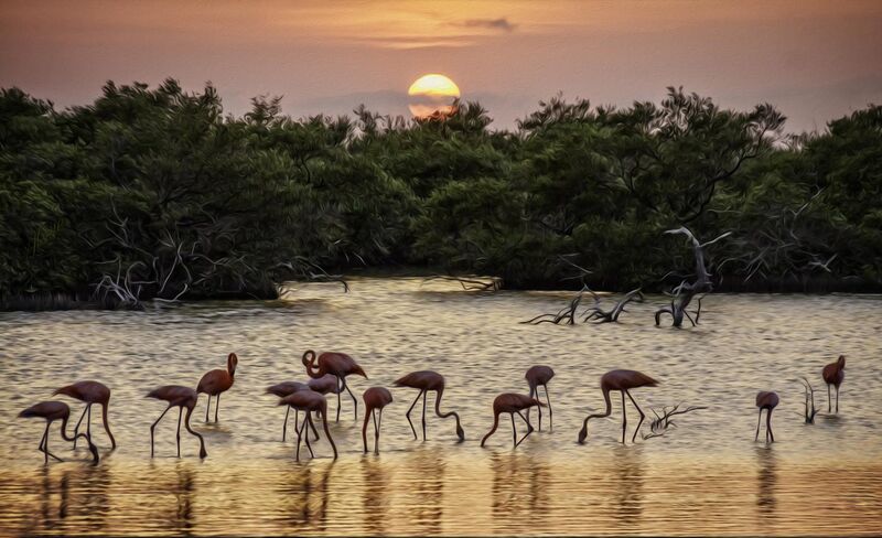 File:Flamingos at Sunset.jpg