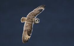 Flickr - Rainbirder - Short-eared Owl (Asio flammeus) (1).jpg