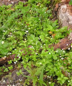 Galium rotundifolium 2006.07.06 15.02.45-p7060182.jpg