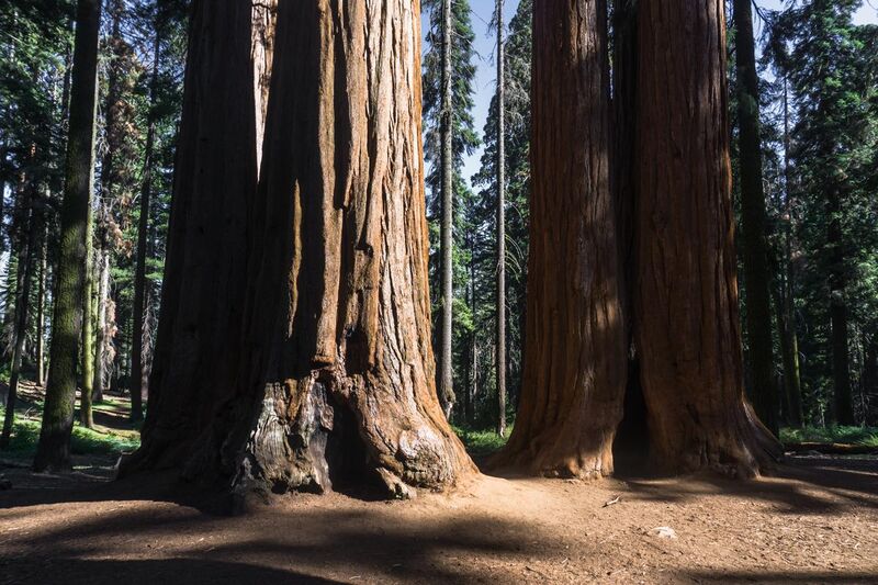 File:Giant sequoias in Giant Sequoia National Monument.jpg
