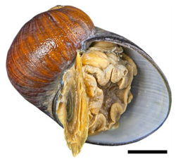 Gigantopelta chessoia.png