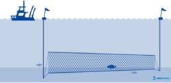 Gillnet illustration.PNG