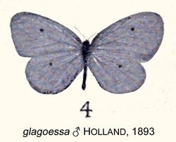 GlagoessaHolland1893OD.jpg