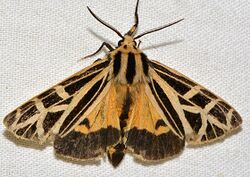 Grammia anna - Anna Tiger Moth (16060911875).jpg