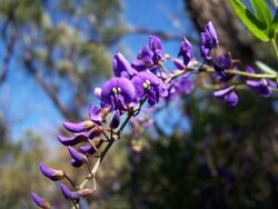 Hardenbergia comptoniana gnangarra.jpg