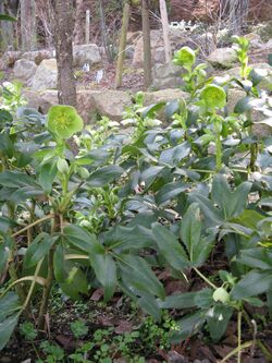 Helleborus argutifolius1.jpg