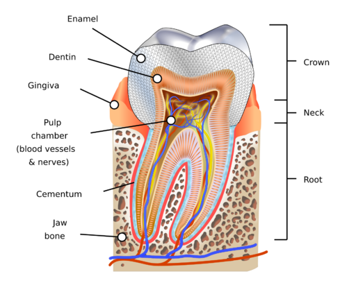 File:Human tooth diagram-en.svg