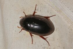 Hydrophilid Beetle - Hydrochara obtusata, McKee Beshers WMA, Poolesville, Maryland.jpg