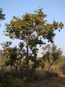 Hymenaea stigonocarpa.jpg