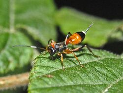 Ichneumonidae - Agrothereutes abbreviatus.JPG