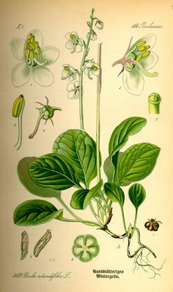 Illustration Pyrola rotundifolia0.jpg