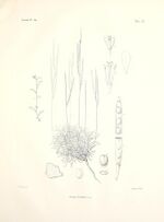 Illustrationes florae Atlanticae (Tab. 13) (7159561183).jpg