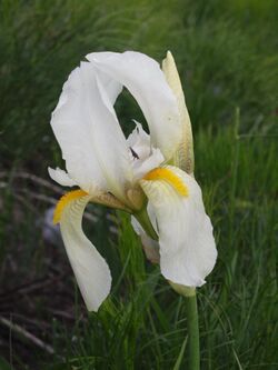 Iris orjenii new4.JPG