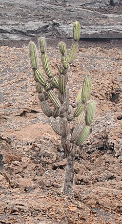 Jasminocereus thouarsii var. sclerocarpus.jpg