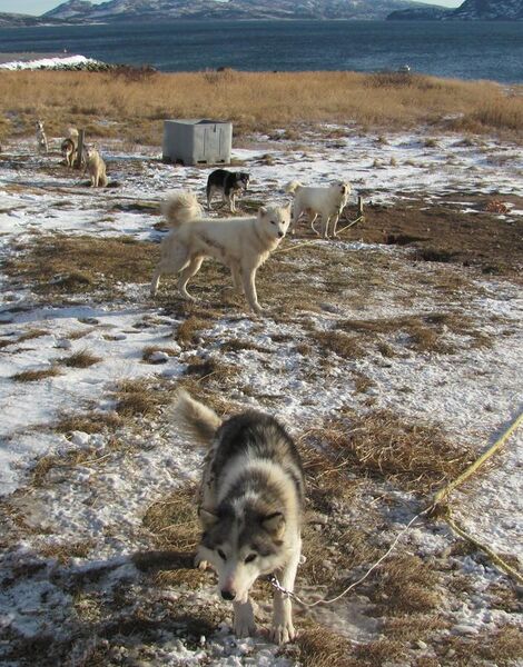File:Labrador huskies.JPG