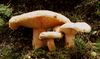 Lactarius pubescens.jpg