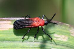 Leaf beetle (Chalepus sanguinicollis).JPG