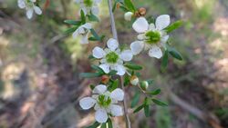 Leptospermum polygalifolium flowers (6273629928).jpg