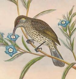 Lichmera alboauricularis - The Birds of New Guinea.jpg
