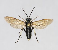 Macrophya duodecimpunctata f.jpg