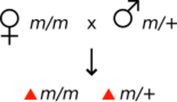 Maternal effect crosses3.svg