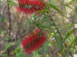 Melaleuca linearifolia leaves and flowers.jpg