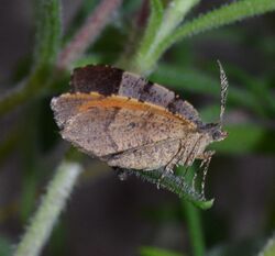 Mellilla xanthometata - Orange Wing Moth (13919408172).jpg