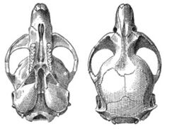Microtus oregoni skull, Bailey 1900.JPG