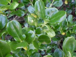 Mirror bush leaves (3393949807).jpg