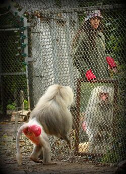 Mirror test with a Baboon.JPG