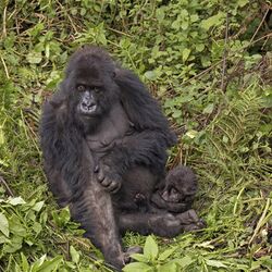 Mountain gorilla (Gorilla beringei beringei) female with baby.jpg