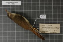 Naturalis Biodiversity Center - RMNH.AVES.126303 1 - Phyllastrephus fulviventris (Cabanis, 1876) - Pycnonotidae - bird skin specimen.jpeg