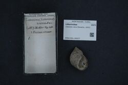 Naturalis Biodiversity Center - RMNH.MOL.159377 - Littoraria varia (Sowerby, 1832) - Littorinidae - Mollusc shell.jpeg