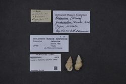Naturalis Biodiversity Center - ZMA.MOLL.354782 - Nassarius fraterculus (Dunker, 1860) - Nassariidae - Mollusc shell.jpeg
