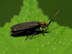 Net-winged Beetle - Flickr - treegrow (7).jpg