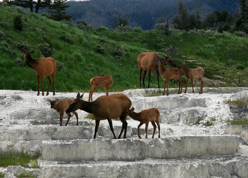 File:OPAL TERRACE with elks.jpg