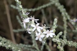 Olearia lanuginosa.jpg