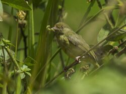 Olivaceous Greenlet - South Ecuador S4E2555 (23015707721).jpg