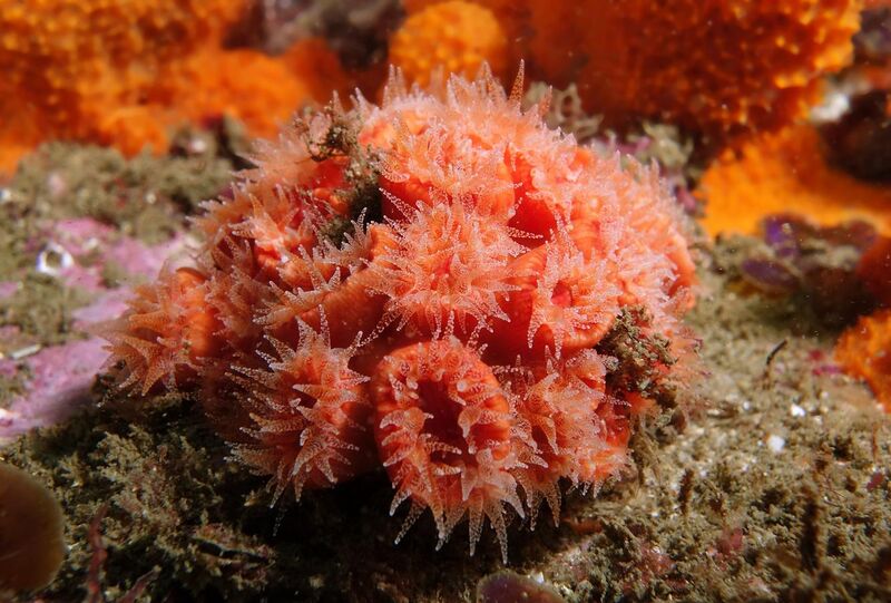 File:Orange cup coral.jpg