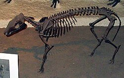 Orohippus skeleton.jpg