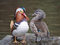 Pair of mandarin ducks.jpg