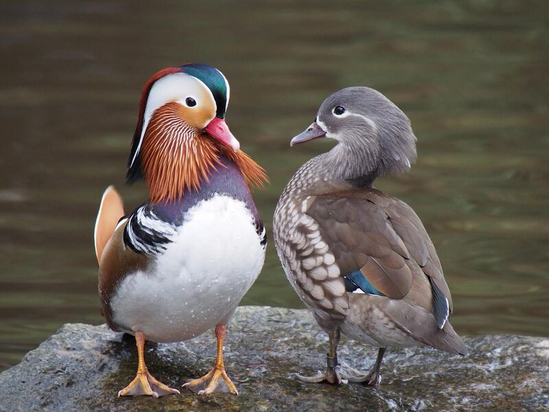 File:Pair of mandarin ducks.jpg