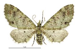 Pasiphila cotinaea female.jpg