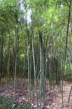 Phyllostachys nuda - Wangjianglou Park - Chengdu, China - DSC05941.jpg