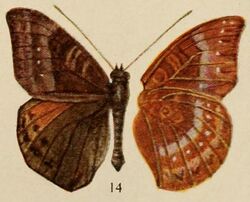 Pl.12-14-Euriphene rotundata (Holland, 1920).JPG