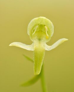 Platanthera chlorantha - Keila.jpg