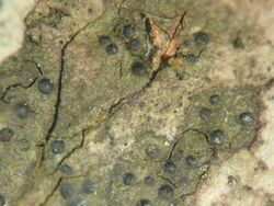 Pseudosagedia aenea (Schors-olievlekje), Coepelduyn, Katwijk, NL 03.jpg