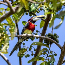 Pteroglossus bitorquatus - Red-necked Aracari; Arari, Maranhão, Brazil.jpg