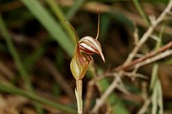 Pterostylis collina.jpg